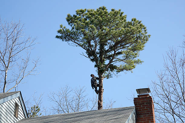 Lawn Renovation and Restoration in Country Squire Lakes, IN